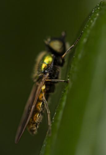 Réf. 359 774 : Chloromya formosa